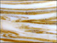 onyx_fantasy-cream