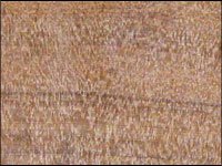 onyx_golden-wood